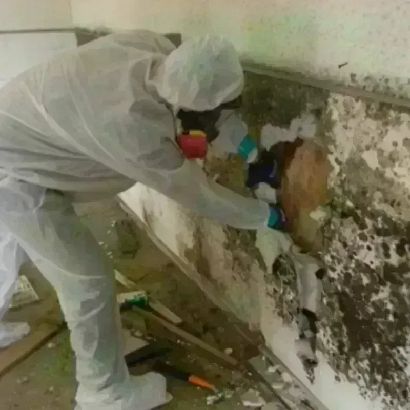 Mold Remediation and Removal in Saint Helena Parish, LA